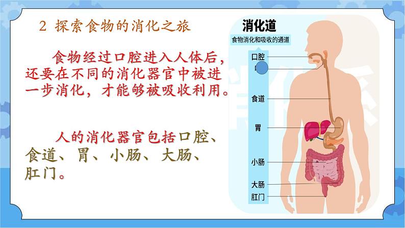 冀人版（2017秋）四年级下册13《消化与吸收》 课件第6页