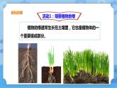 3.14《植物的根》课件+教案+练习