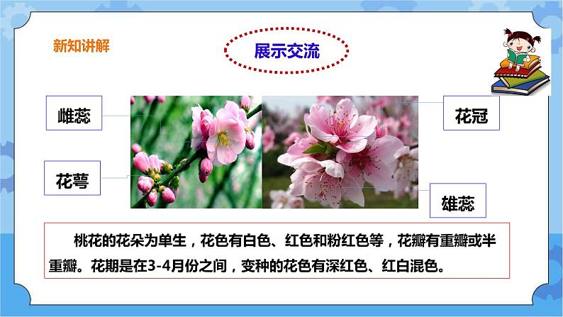 3.15《植物的花》课件+教案+练习07