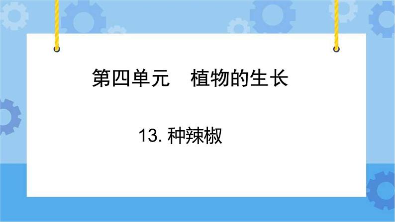 青岛版（六三制2017秋）四年级下册4.12.种辣椒 课件第1页