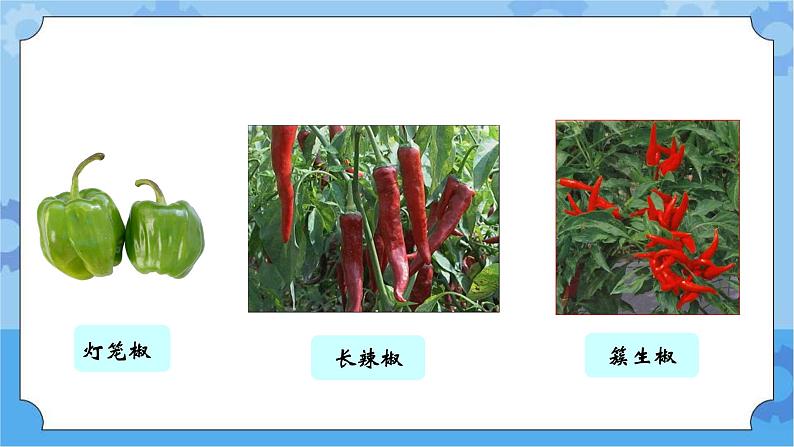 青岛版（六三制2017秋）四年级下册4.12.种辣椒 课件第2页