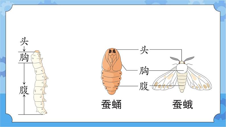 青岛版（六三制2017秋）四年级下册5.16.养蚕 课件第4页