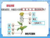 2.1油菜花开了  课件+教案