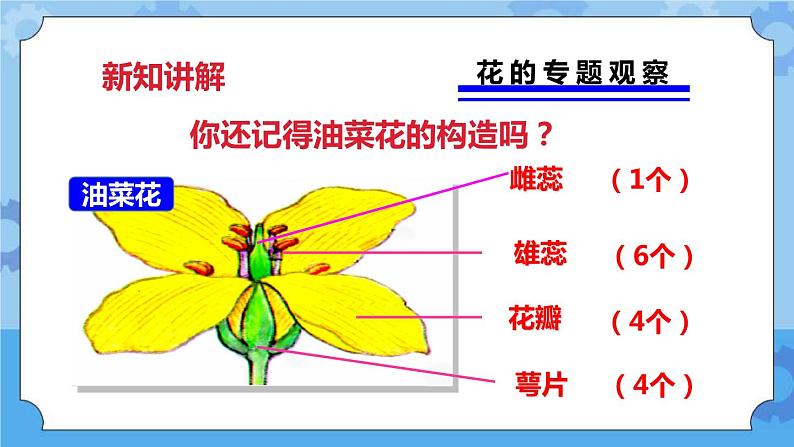 2.2各种各样的花  课件+教案03