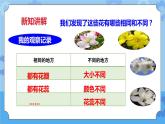 2.2各种各样的花  课件+教案