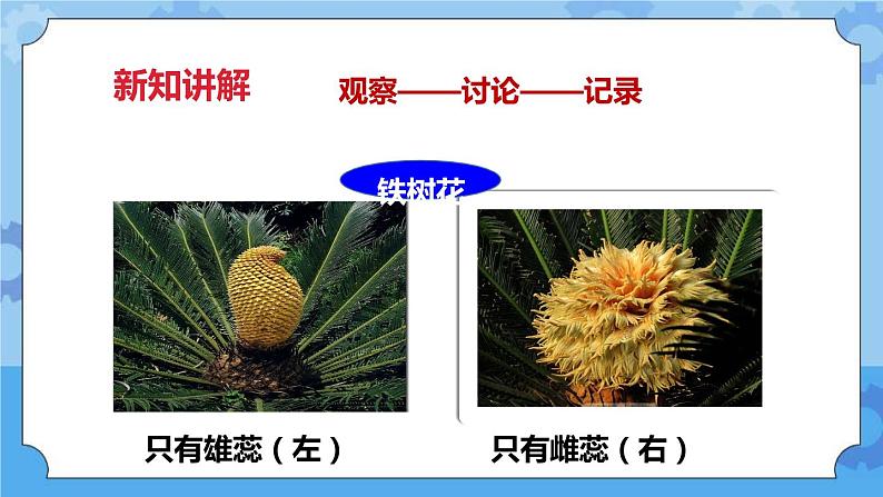 2.2各种各样的花  课件+教案08
