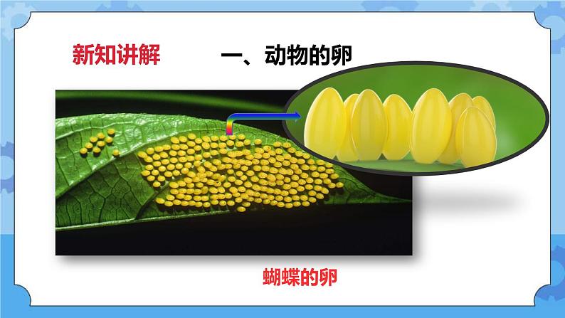 2.6动物的卵  课件+教案03