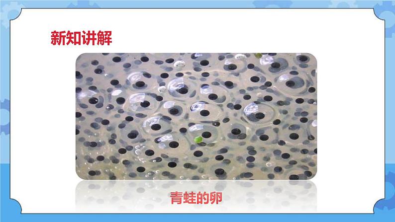 2.6动物的卵  课件+教案04