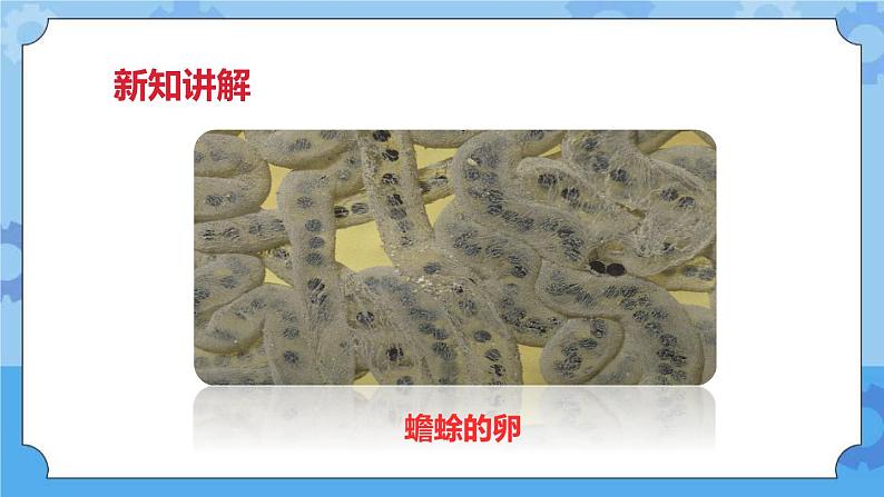 2.6动物的卵  课件+教案05