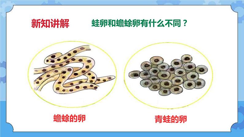 2.6动物的卵  课件+教案06
