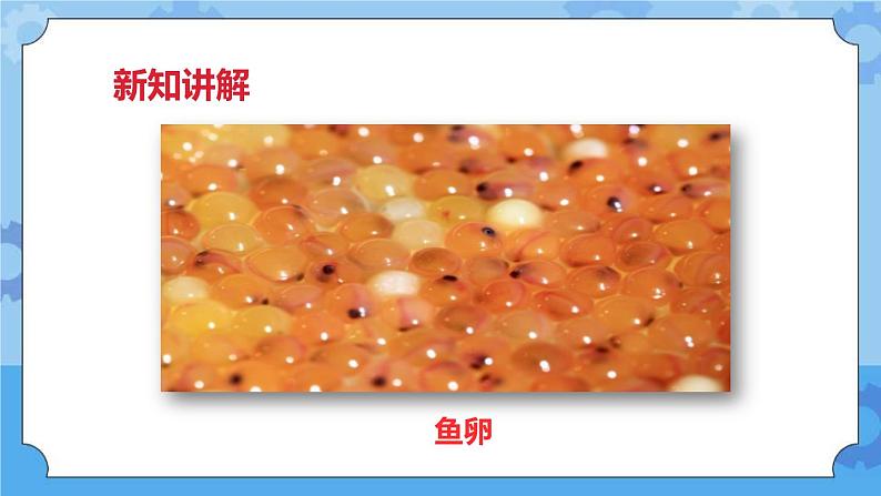 2.6动物的卵  课件+教案07