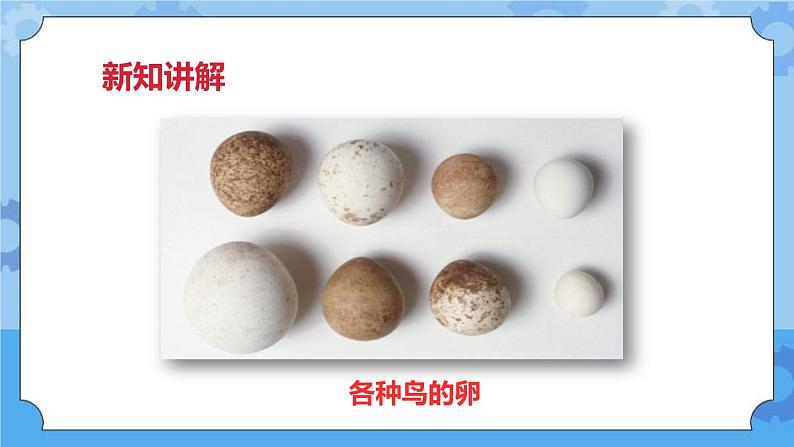 2.6动物的卵  课件+教案08