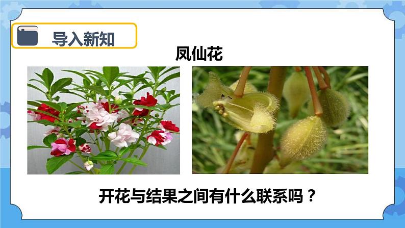 1.6 开花了，结果了 课件02