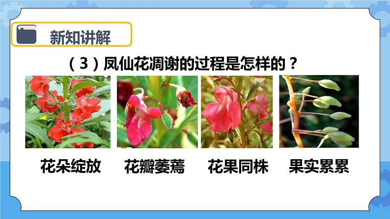 1.6 开花了，结果了 课件06