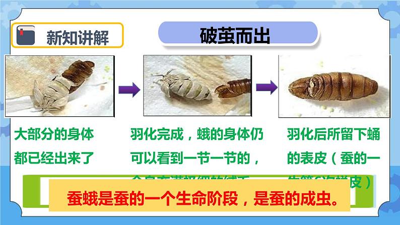 2.4 蛹变成了什么 课件第7页