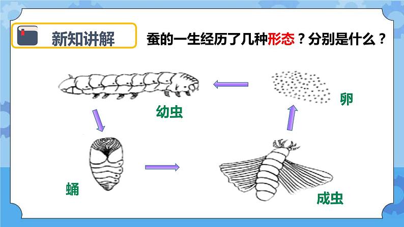 2.5 蚕的生命周期 课件第5页