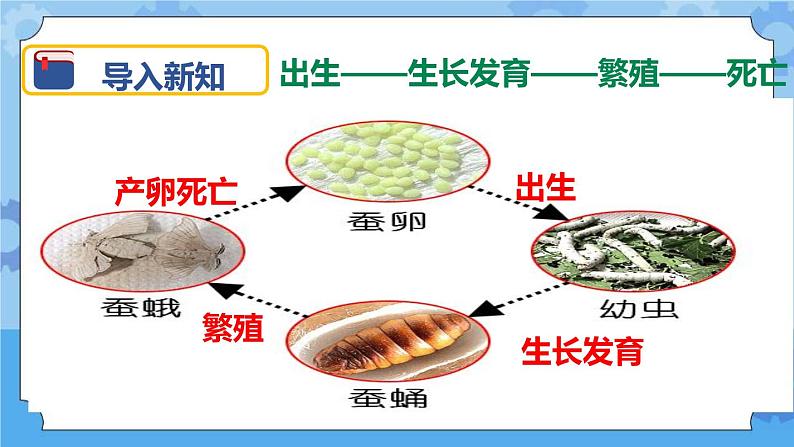 2.6 其他动物的生命周期 课件03