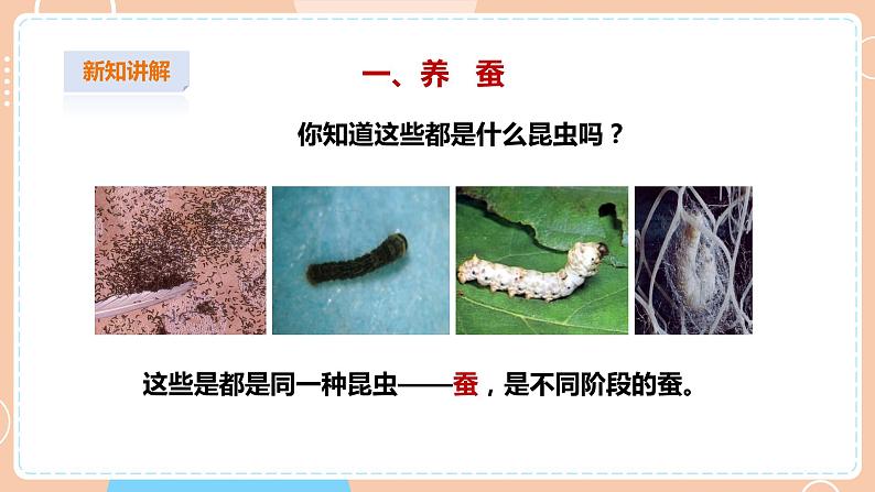 【苏教版】四下科学 3.10《养昆虫》（课件+教案+练习+素材）04