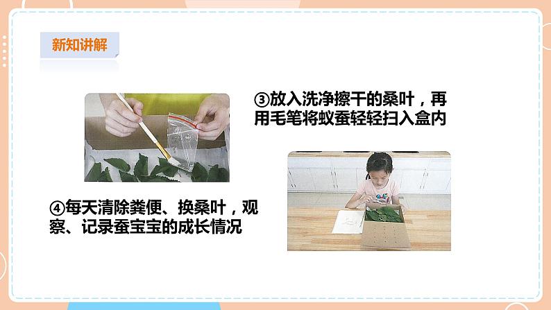 【苏教版】四下科学 3.10《养昆虫》（课件+教案+练习+素材）07