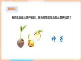 【蘇教版】四下科學(xué) 4.12《用種子繁殖》（課件+教案+練習(xí)+素材）