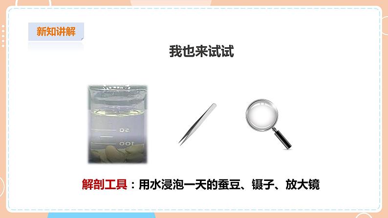 【苏教版】四下科学 4.12《用种子繁殖》（课件+教案+练习+素材）05