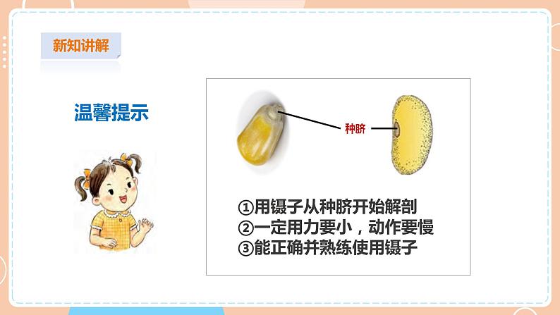 【苏教版】四下科学 4.12《用种子繁殖》（课件+教案+练习+素材）07