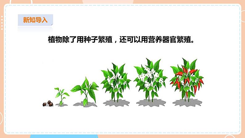 【苏教版】四下科学 4.13《用根、茎、叶繁殖》（课件+教案+练习+素材）03