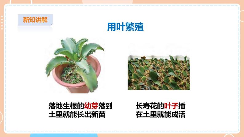 苏教版 (2017)四年级下册13 用根、茎、叶繁殖精品ppt课件-教习网|课件下载