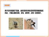 【蘇教版】四下科學(xué) 5.16《動(dòng)物的庇護(hù)所》（課件+教案+練習(xí)+素材）