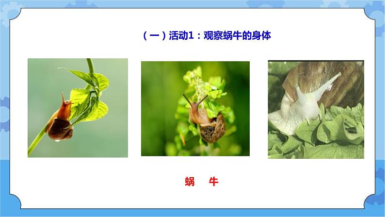 1.1《菜叶上的蜗牛》课件+教案+练习+素材03