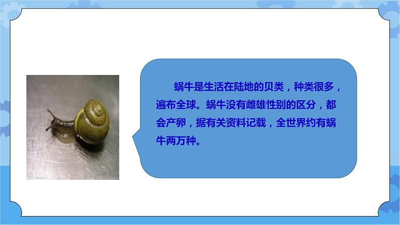 1.1《菜叶上的蜗牛》课件+教案+练习+素材04