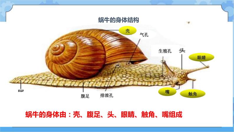 1.1《菜叶上的蜗牛》课件+教案+练习+素材07