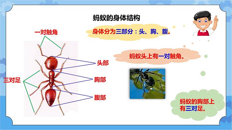 1.2 《校园里的蚂蚁》课件+教案+练习+素材06