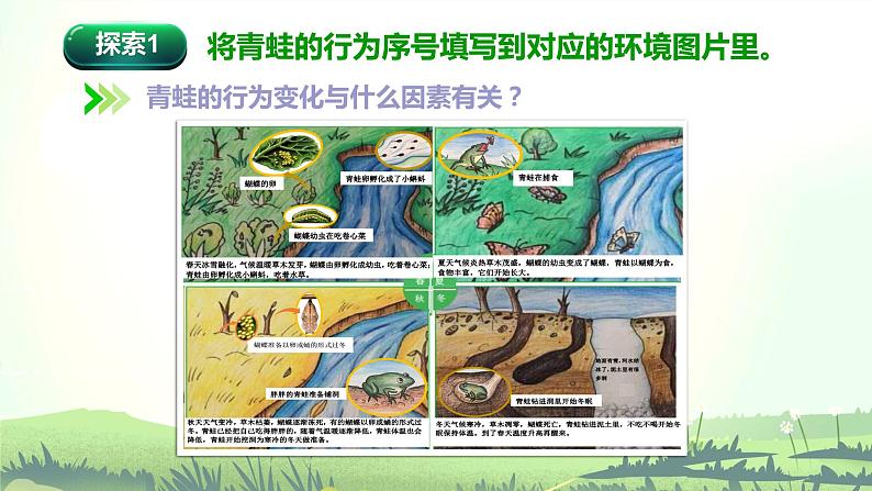 1.5 当环境改变了（课件）-2022-2023学年五年级科学下册同步备课（教科版）05