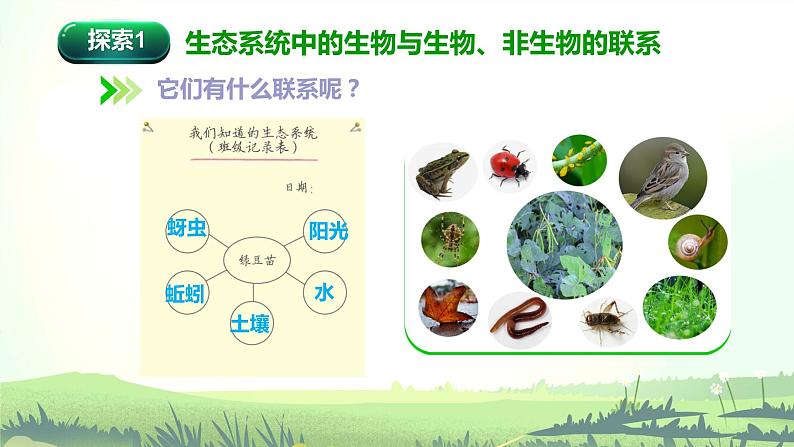 1.7 设计和制作生态瓶（课件）-2022-2023学年五年级科学下册同步备课（教科版）04