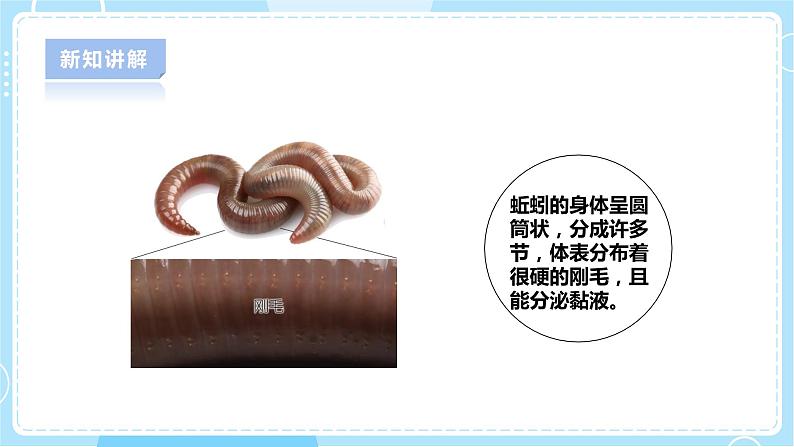 【人教鄂教版】六下科学  1.2《动物对环境的适应》课件+教案+同步练习08