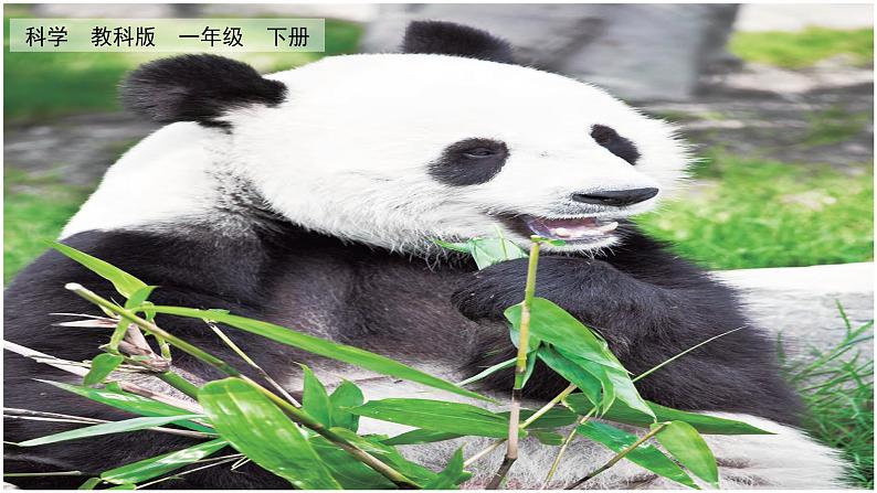 教科版科学一年级下册 2.1我们知道的动物 课件第3页