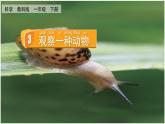 教科版科學(xué)一年級下冊 2.3觀察一種動物 課件