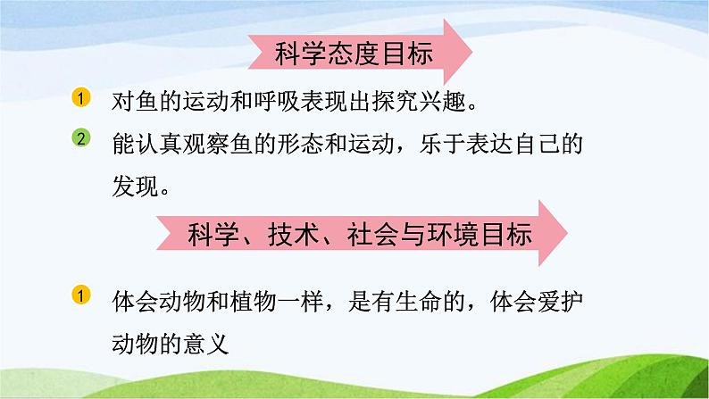 教科版科学一年级下册 2.5观察鱼 课件03