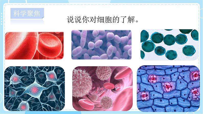【教科版】六上科学 1.4《 观察洋葱表皮细胞》（课件+素材）05