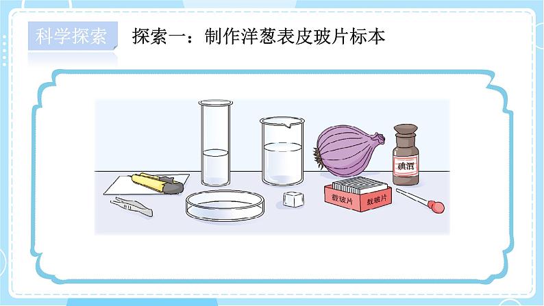 【教科版】六上科学 1.4《 观察洋葱表皮细胞》（课件+素材）06
