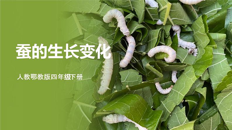 人教鄂教版四下【新课标】2.7《蚕的生长变化》课件+教案+视频素材01