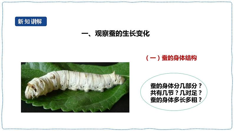 人教鄂教版四下【新课标】2.7《蚕的生长变化》课件+教案+视频素材04