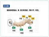 人教鄂教版四下【新课标】2.7《蚕的生长变化》课件+教案+视频素材