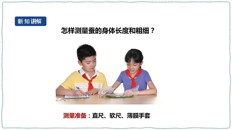 人教鄂教版四下【新课标】2.7《蚕的生长变化》课件+教案+视频素材06