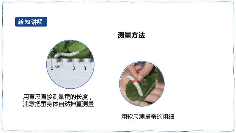 人教鄂教版四下【新课标】2.7《蚕的生长变化》课件+教案+视频素材07