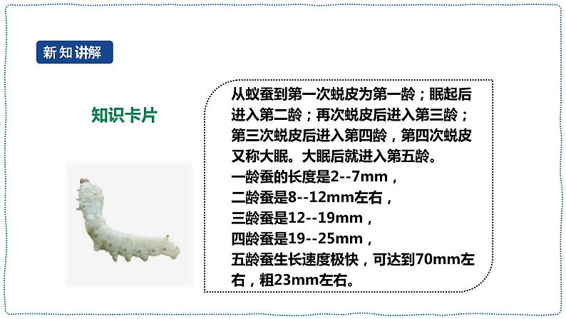 人教鄂教版四下【新课标】2.7《蚕的生长变化》课件+教案+视频素材08