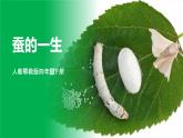 人教鄂教版四下【新课标】2.8《蚕的一生》课件+教案