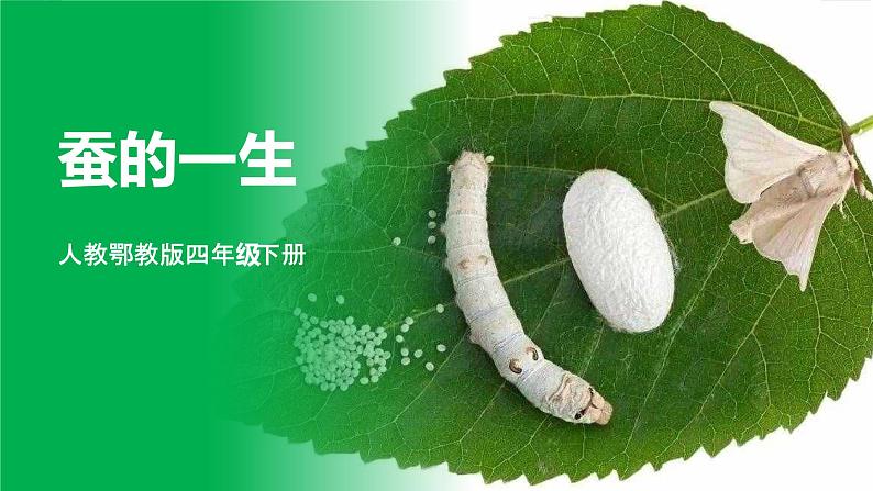人教鄂教版四下【新课标】2.8《蚕的一生》课件+教案01