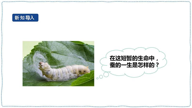 人教鄂教版四下【新课标】2.8《蚕的一生》课件+教案04